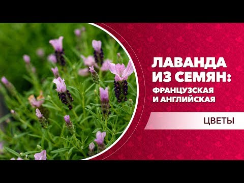 Лаванда из семян: французская и английская