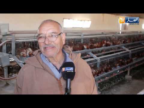 , title : 'النعامة: مستثمر ينجح في تربية الدجاج البياض بإنتاج يصل إلى 4200 بيضة يوميا'