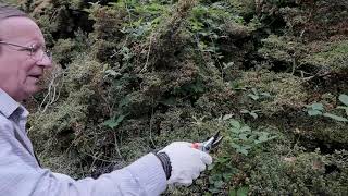 Removing brambles and their roots from within shrubs