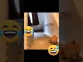 Perro Se Cae