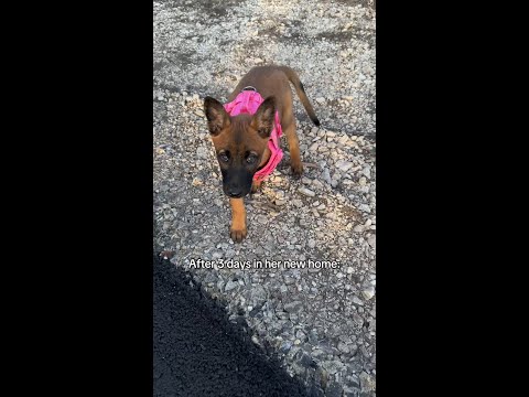 And the house is completely destroyed 🫠