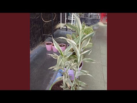 Mata Berbinar Penuh Cinta