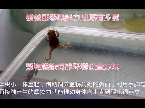 寵物蟾蜍