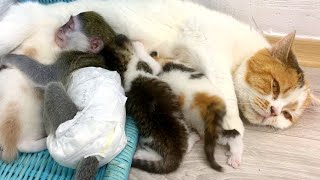 Re: [問卦] 猴子為啥喜歡貓貓