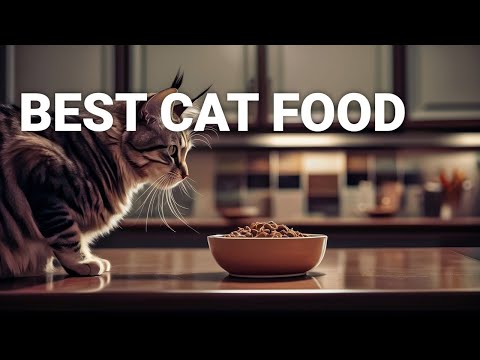 How Cat Food Affects Maine Coon Health