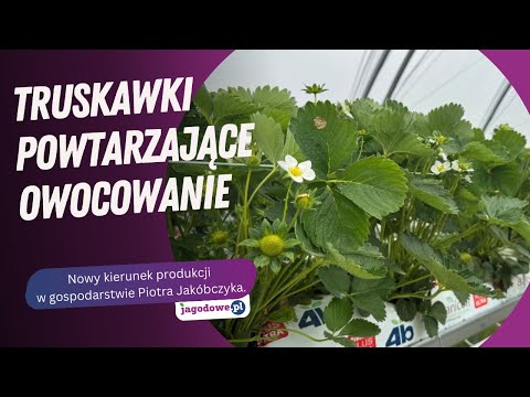 Truskawki powtarzające owocowanie - nowy kierunek produkcji w gospodarstwie Piotra Jakóbczyka