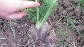 Invasione di topi nell'orto e rimedio naturale