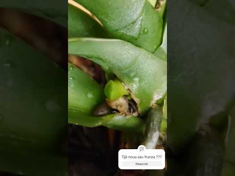 Tijă noua la orhidee