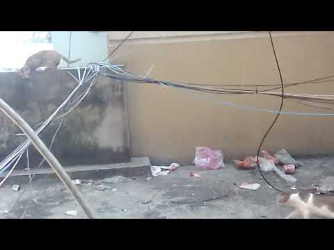 Cat meeting long time