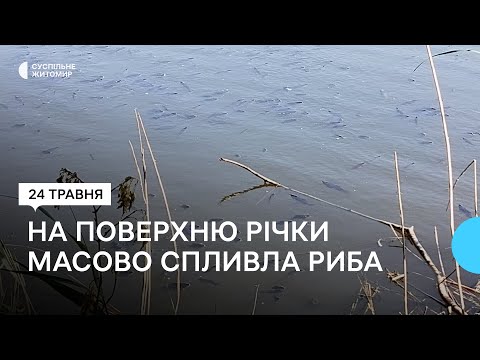 ​У Житомирі на поверхню річки Крошенка масово спливла риба