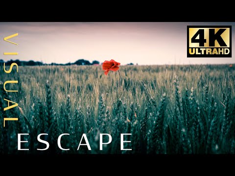 Gladiator Soundtrack by Hans Zimmer - 7hrs of Music | Poppy Flower in Normandy at Point du Hoc