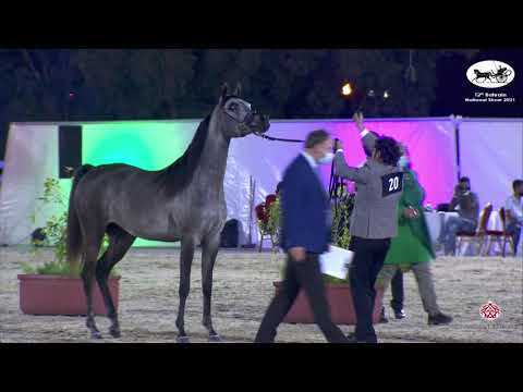 N 20 ORA HAALA   Bahrain National Show 2021   Fillies 2 years old Class 2A