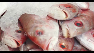 冷蔵庫での上手な魚の保存方法 - 知力空間