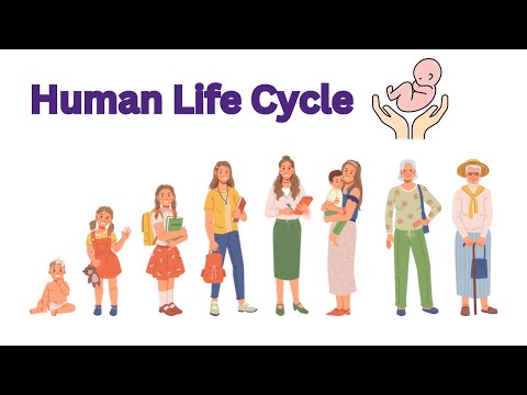 Human Life Cycle | Life Stages of a human | Human evolution for kids |Kid Zone A to Z