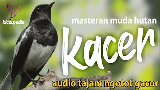 Download lagu Pancingan Sekaligus Masteran & Terapi Kacer Muda Hutan Ampuh Cepat Respon Bunyi Dan Ngotot mp3 Download lagu Pancingan Sekaligus Masteran & Terapi Kacer Muda Hutan Ampuh Cepat Respon Bunyi Dan Ngotot mp3