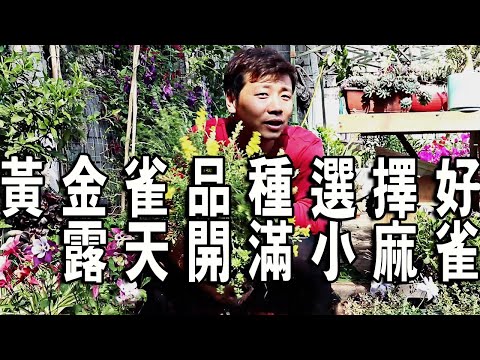 黃金雀