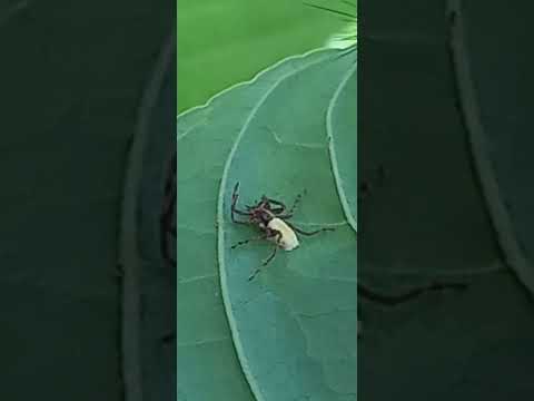 ARAÑA MINIATURA NEGRA CON BARRIGA BLANCA - AMAZONÍA.