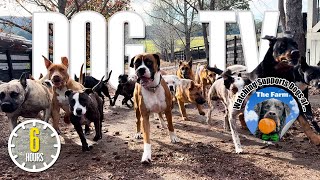 Dog TV for Dogs to Watch - Dog Video for Dogs - Entertaining Doggy Daycare TV