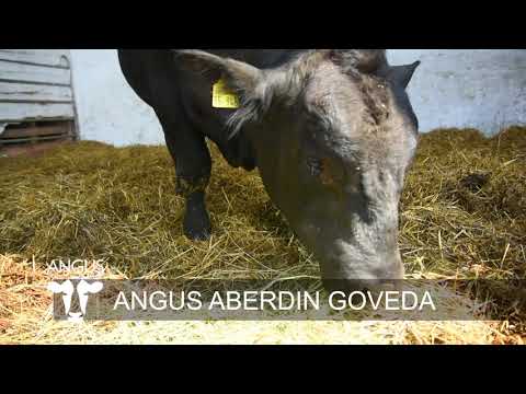 ANGUS SERBIA- Farma