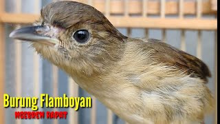 Download lagu Burung Flamboyan Gacor Ngebren Rapat Nyerecet Cocok buat Pancingan dan Masteran mp3