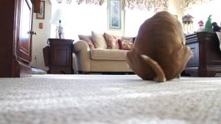 My dog Morrison SCOOTING on the carpet like 7 times! [Butt Drag]