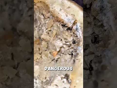 Casu Marzu: il formaggio sardo più pericoloso #casumarzu #italyfood #dangerousfood