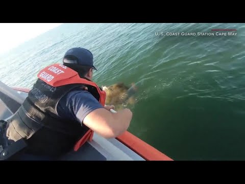 Video Extra: Turtle Rescue