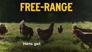 Nellie's Free Range Eggs Understanding Eggs