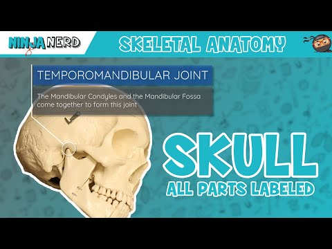 Skull Anatomy | With Labels: Updated Version
