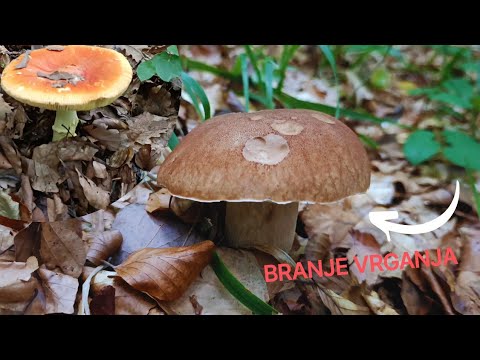 VRGANJ (Kralj Gljiva) - NAJLJEPSI DAR IZ PRIRODE. 2025 g. 