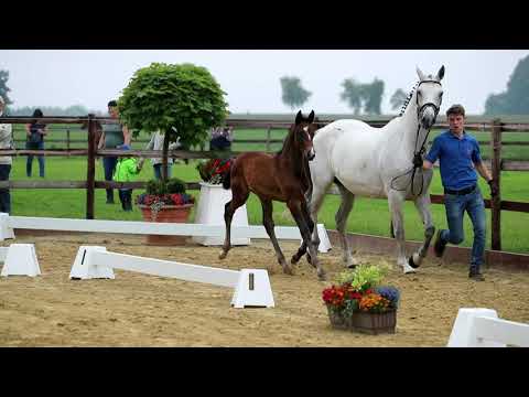 Stutfohlen von Taurus x Hotline