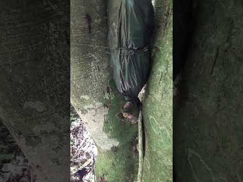 #conservación #plantas #abejas #abejanativa #naturaleza #misiones #campoviera #misiones