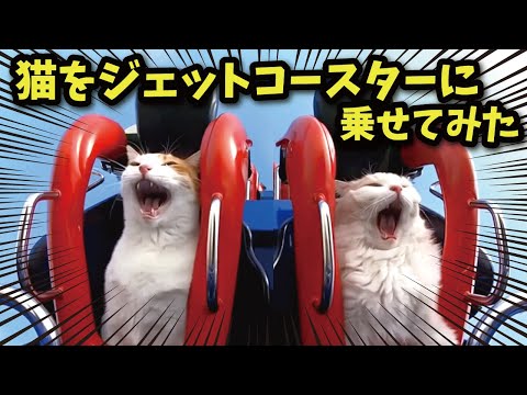 This is what happens when you put a cat on a roller coaster