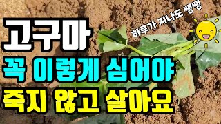 고구마 많이 수확하려면 반드시 이렇게 심으세요.물안주고심는 방법중 최고
