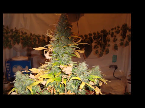 Grow AK47