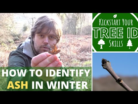 How To Identify Ash in Winter