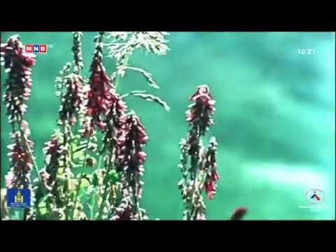 Өвгөн шувуу хоёр (МУАЖ Самбуу) Бушхүүгийн үлгэр МУСК