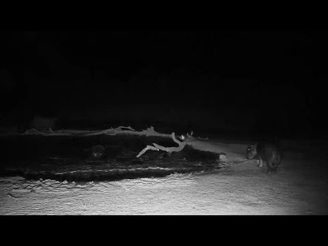 Djuma: Hippo issues with Splotch(new male) and smaller male? - 02:36 - 10/05/19