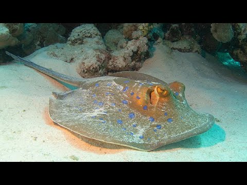 Diving Brothers-Daedalus-Elphinstone (BDE) - Nov 2021