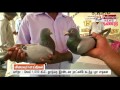 Salem : Pigeon travels 1000KM in 2 and half days and makes history in Race | Polimer News