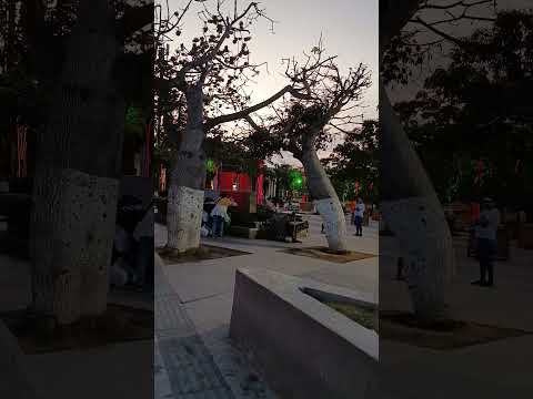 Puerto Colombia - Atlántico (navideño)