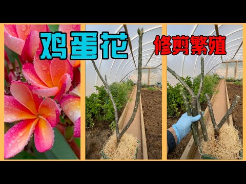 雞蛋花風水