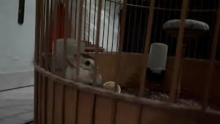 Download lagu Pakling gacor. Mongolian Lark. mp3 Download lagu Pakling gacor. Mongolian Lark. mp3