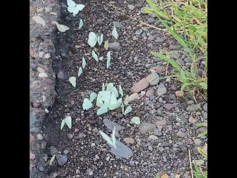 Dpto. Anta, Las Lajitas, sobre Ruta Provincia N° 5, a pocos km de Lumbreras. #Palqui