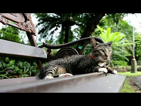 very cute cats 😻 😻 ♥️ ♥️