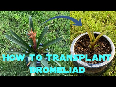 How to Transplant Bromeliad Plants - Quick Tip