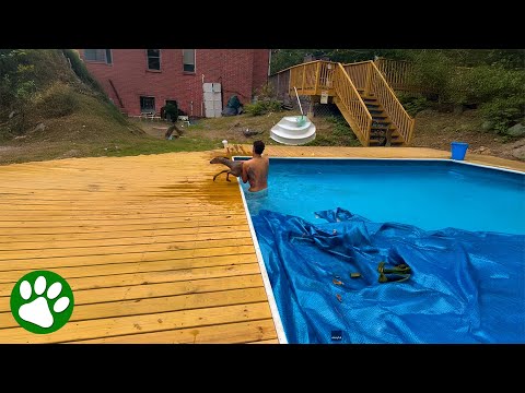 Brave Man Jumps Into Pool To Save Panicked Deer