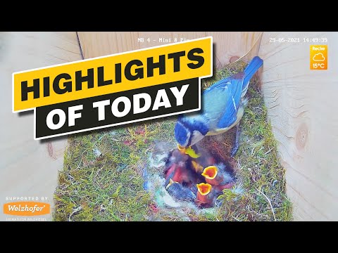 Highlights of today (Hedgehog, Owl, nestboxes, young Starlings...) Recke, Germany - May. 29, 2021