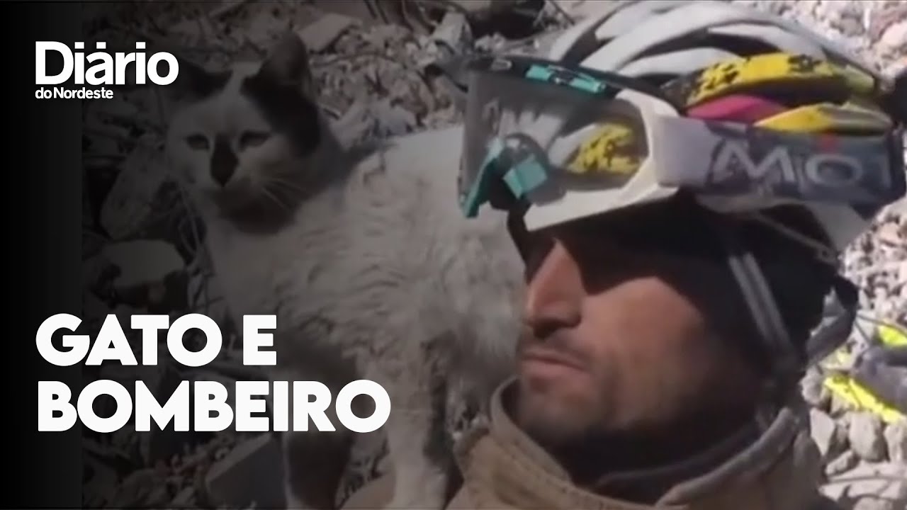 Imagem da notícia Gato é salvo por bombeiro de destroços na Turquia e se recusa a sair de perto de oficial; veja vídeo