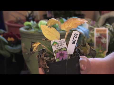 Flower Gardens : How to Grow Purple Coneflower (Echinacea Purpurea)